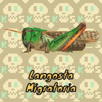 Langosta Migratoria en Animal Crossing New Horizons