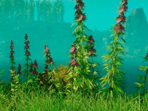 Cáñamo en New World