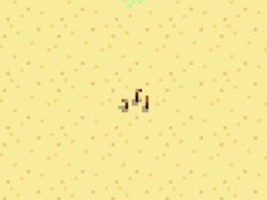 Lugar de Artefacto en Stardew Valley