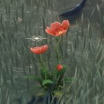 Bella Amapola en Wuthering Waves