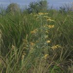 Ajenjo en Kingdom Come Deliverance 2