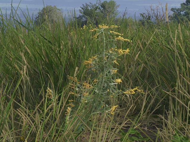 Ajenjo en Kingdom Come Deliverance 2