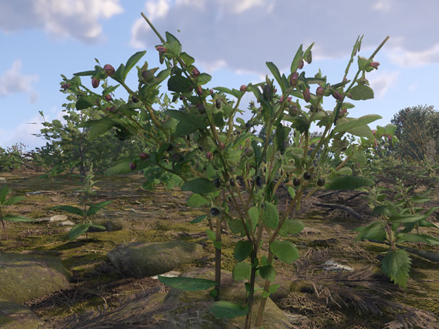 Belladona en Kingdom Come Deliverance 2