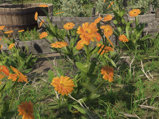 Caléndula en Kingdom Come Deliverance 2